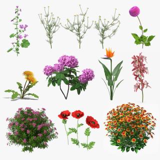 Flowering Plants Collection 6 3D model