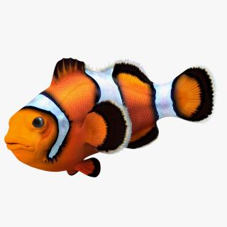 3D Tropical Clownfish model