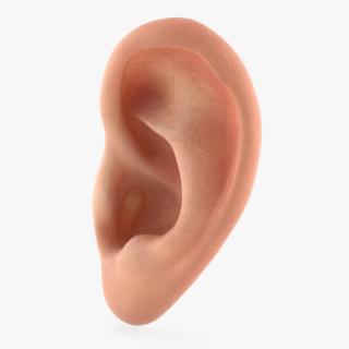 Realistic Human Ear Left 3D model