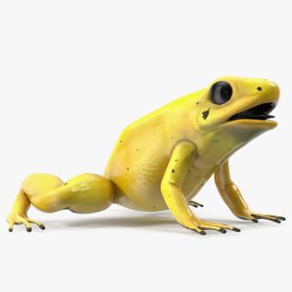 3D Golden Poison Frog model