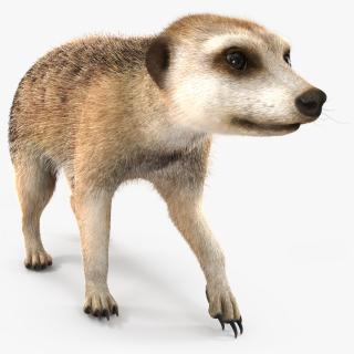 Meerkat Walking Pose Fur 3D model