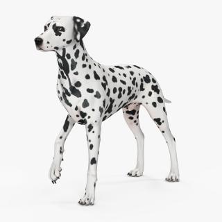 Spotted Dalmatian Dog Rigged for Cinema 4D 3D