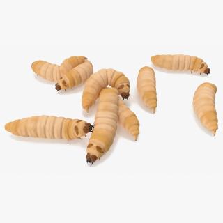 3D Maggot Fly Scene