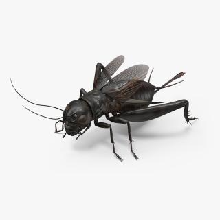 Field Cricket Rigged for Maya 3D model