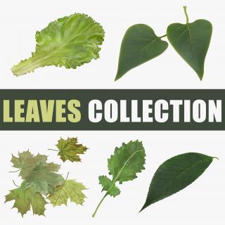 Leaves Collection 3D