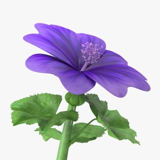 3D Malva Sylvestris Flower model