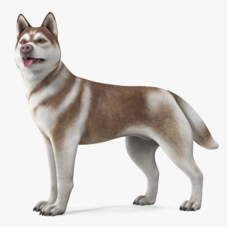 3D model Siberian Husky Copper Standing Pose