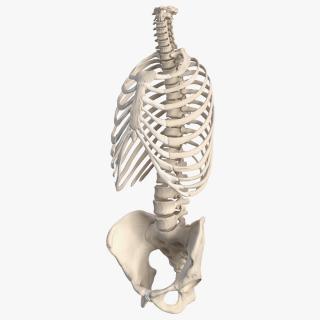 3D Male Torso Skeleton 2