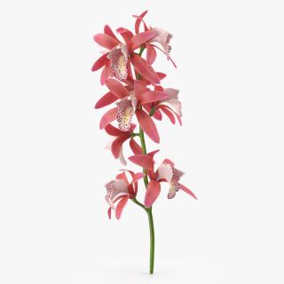 3D Pink Orchid Branch model