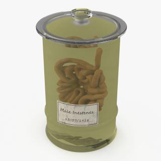 Human Small Intestine in Glass Jar 3D model