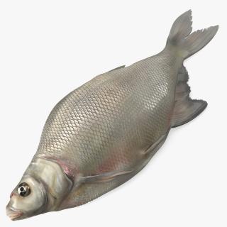 3D Fresh Caught Lying Silver Bream Fish