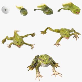 Frog Life Cycle Stages 3D