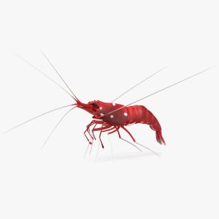 3D Fire Blood Shrimp Rigged Fur model