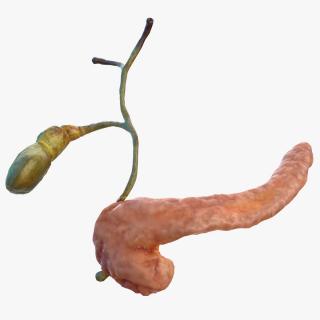 3D model Human Pancreas and Gallbladder