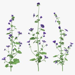 3D model Wild Malva Sylvestris Set