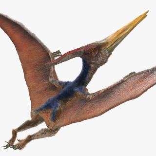 3D Pteranodon Rigged with Fur