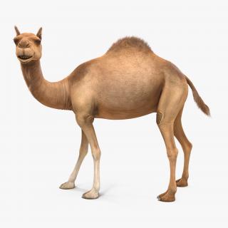 3D Camel Rigged with Fur