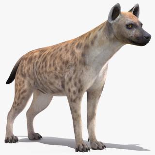 Hyena 3D model