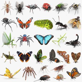 Insects Big Collection 3 3D model