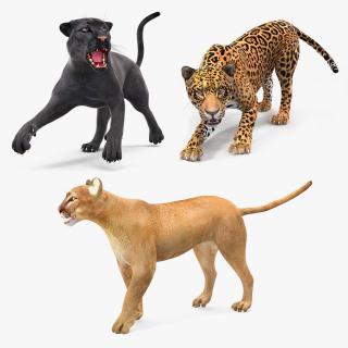 3D Rigged Big Cats Collection