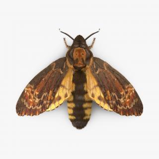 Deaths Head Hawkmoth with Fur 3D model