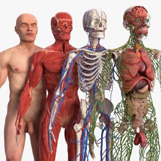 3D Male Full Body Anatomy and Skin