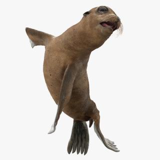 Sea Lion Baby Swimming Pose 3D