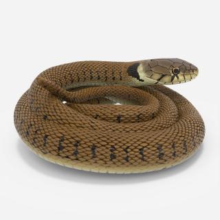 3D Ringed Snake Brown Coiled for 3D Print model