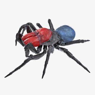 3D model Missulena Spider with Fur