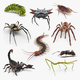 Creeping Insects Collection 3 3D model