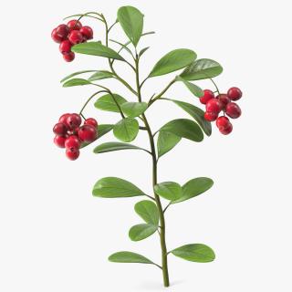 Cranberry Bush 3D model