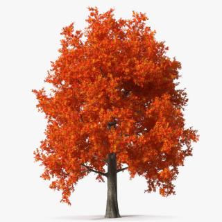 Autumn Oak Tree 2 3D