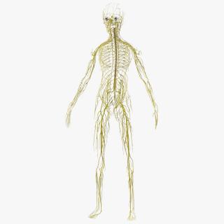 Young Boy Nervous System 3D model