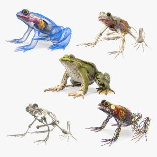 3D Frog Full Anatomy Collection model