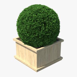 Boxwood Shrub in Wooden Box 3D