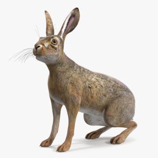 Jackrabbit Rigged 3D