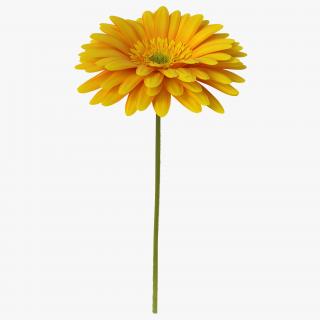 3D Yellow Gerbera Flower