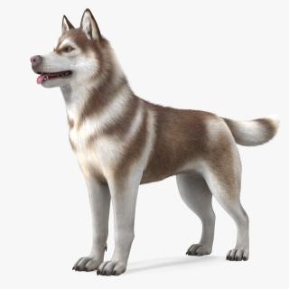 Husky Dog Copper and White Fur Rigged 3D