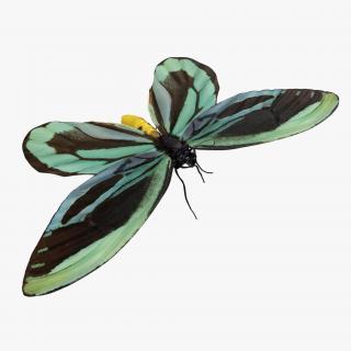 Ornithoptera Alexandrae Butterfly with Fur 3D