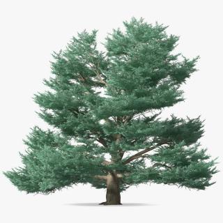 Cedrus Libani Big Blue Tree 3D