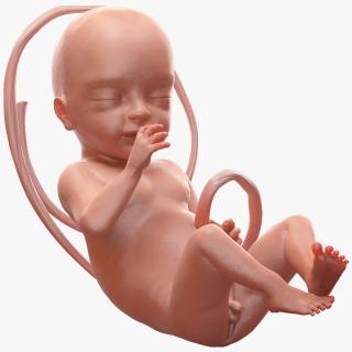 3D Human Fetus at 24 Weeks model