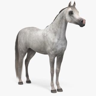 3D model Arabian Horse Gray Dappled Fur