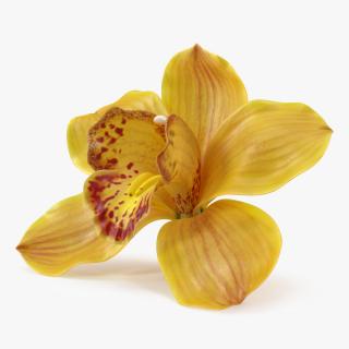 3D model Hybrid Orchid Yellow