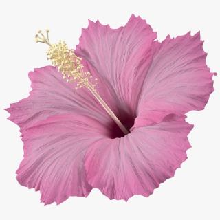 3D model Hibiscus Flower Pink