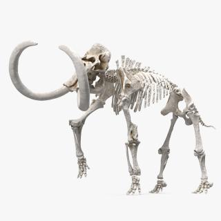 3D Mammoth Skeleton Clean Bones Walking Pose