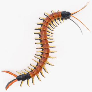 3D Scolopendra Heros Arizonensis Crawling model