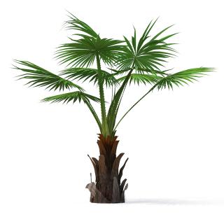 3D Mexican Fan Palm