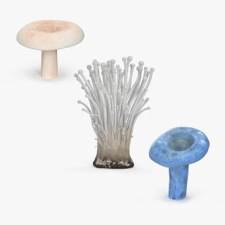 3D model ﻿Edible Mushrooms Collection 3