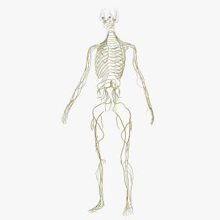 3D Female Nervous System