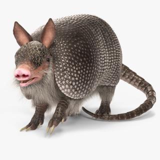 3D Armadillo Black Fur Rigged